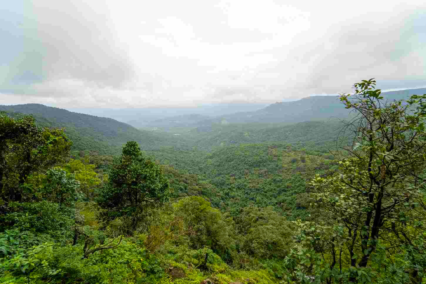 Image of Amboli